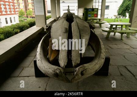 Flossenwal-Skelett (Balaenoptera physalus) - das Skelett eines Fin Wals, das vor dem Stavanger Museum, Norwegen, ausgestellt ist. Skjelett AV Finnhval. Stockfoto