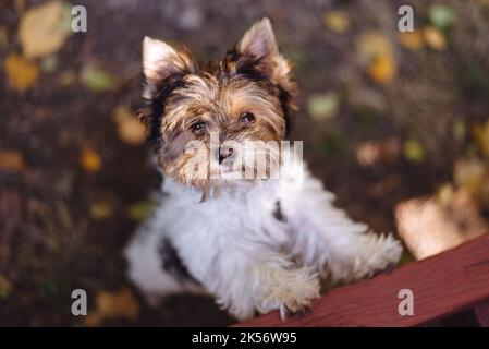 Schöner Yorkshire Terrier Hund schaut auf. Warmer Herbsttag. Kleiner und treuer Freund. Weicher selektiver Fokus Stockfoto