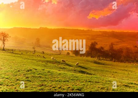 SCHAFE WEIDEN AUF FELDERN EAST SUSSEX ENGLAND GROSSBRITANNIEN Stockfoto