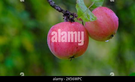 Zwei Äpfel in einem Obstgarten Bio-Früchte mit Wassertropfen Tau natürliche Ernährung Nahrung. Stockfoto