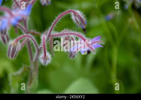 Borretsch auch als Sternblume bekannt ein jährliches Kraut in der blühenden Pflanzenfamilie Boraginaceae aus dem Mittelmeerraum Stockfoto