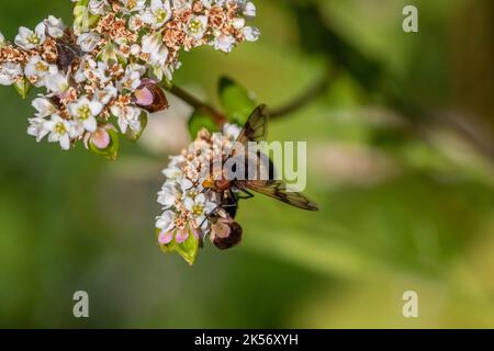 Volucella pellucens die Pelluziden fliegen eine Schwebefliege auf Blüten von Buchweizen fagopyrum esculentum Pflanze Stockfoto