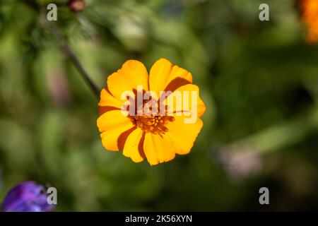 Leuchtend orange Blume Kopf des Kosmos mit einem verschwommenen grünen Hintergrund Stockfoto