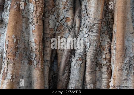 Schöne Textur und Farbe der Rinde auf dem Stamm eines alten Ficus religiosa aka Bodhi Baum oder heilige Feige Stockfoto