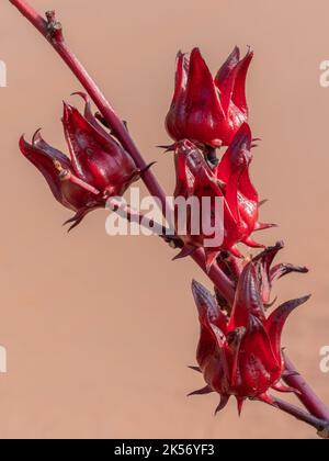 Nahaufnahme von leuchtend roten roselle- oder Hibiscus sabdariffa-Calyces, die zur Ernte bereit sind, für die Karkadeninfusion verwendet, isoliert auf natürlichem Hintergrund Stockfoto