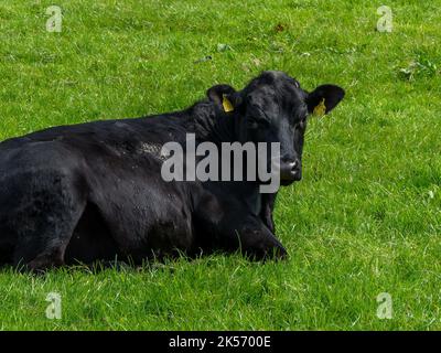 Eine schwarze Kuh liegt auf dem grünen Gras. Porträt einer Kuh. Schwarze Kuh auf grünem Grasfeld Stockfoto