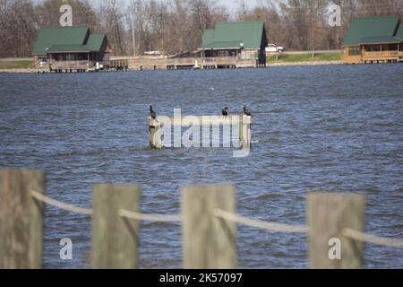 POVERTY POINT RESERVOIR STATE PARK, DELHI, LOUISIANA/USA – 05 2020. MÄRZ: Die Poverty Point Reservoir Hütten passieren drei Doppelkutten-Kormorane (Phalacr Stockfoto