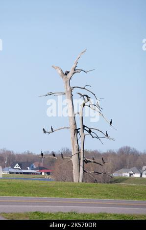 POVERTY POINT RESERVOIR STATE PARK, DELHI, LOUISIANA/USA – 05 2020. MÄRZ: Baum gefüllt mit Doppelcrestkormoranen (Phalacrocorax auritus). Stockfoto