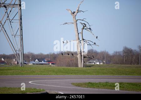 POVERTY POINT RESERVOIR STATE PARK, DELHI, LOUISIANA/USA – 05 2020. MÄRZ: Baum gefüllt mit Doppelkrebskormoranen (Phalacrocorax auritus) neben einem Stockfoto