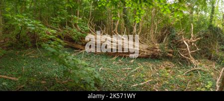 Altersbeständig, digitales Zeitalter, erstklassige Qualität, auffällig, herausragend, Hochauflösendes Nadellochbild eines umgestürzten Baumes in Waldlandschaft Stockfoto