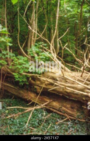 Altersbeständig, digitales Zeitalter, erstklassige Qualität, auffällig, herausragend, Hochauflösendes Nadellochbild eines umgestürzten Baumes in Waldlandschaft Stockfoto