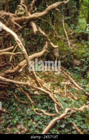 Altersbeständig, digitales Zeitalter, erstklassige Qualität, auffällig, herausragend, Hochauflösendes Nadellochbild eines umgestürzten Baumes in Waldlandschaft Stockfoto