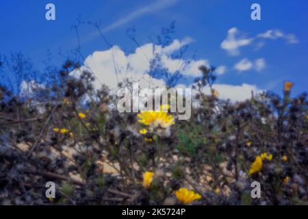 Altersbeständig, digitales Zeitalter, erstklassige Qualität, auffällig, herausragend, Hochauflösendes Nadellochbild eines gelben Habichtskraut Stockfoto