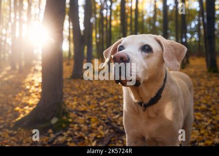 Porträt eines alten Hundes in gefallenen Blättern. Labrador Retriver bei einem Spaziergang im Herbstwald. Stockfoto