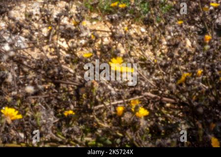 Altersbeständig, digitales Zeitalter, erstklassige Qualität, auffällig, herausragend, Hochauflösendes Nadellochbild eines gelben Habichtskraut Stockfoto