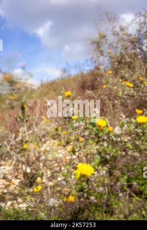 Altersbeständig, digitales Zeitalter, erstklassige Qualität, auffällig, herausragend, Hochauflösendes Nadellochbild eines gelben Habichtskraut Stockfoto