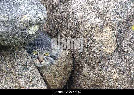 Mongolei, Ostmongolei, Steppe-Gebiet, Pallas-Katze (Otocolobus manul), Weibchen erwachsen auf einem Felsen Stockfoto