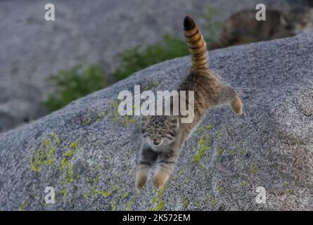 Mongolei, Ostmongolei, Steppe-Gebiet, Pallas-Katze (Otocolobus manul), Den, Babys Stockfoto