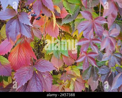 Natürlicher Zaun Hintergrund Virginia Creeper Stockfoto