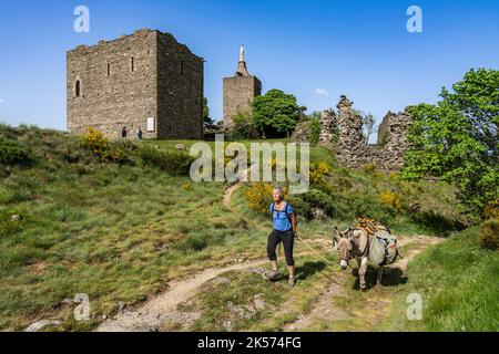 Frankreich, Lozere, Luc, Wandern mit einem Esel auf dem Robert Louis Stevenson Trail (GR 70) vor den Ruinen von Lucs Burg Stockfoto