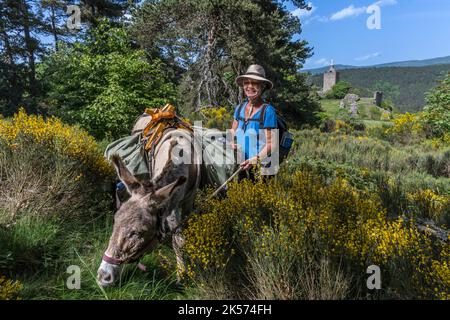 Frankreich, Lozere, Luc, Wandern mit einem Esel auf dem Robert Louis Stevenson Trail (GR 70) vor den Ruinen von Lucs Burg Stockfoto