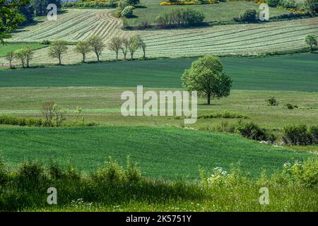 Frankreich, Haute Loire, Wanderung mit einem Esel auf dem Robert Louis Stevenson Trail (GR 70), landwirtschaftliche Landschaft zwischen Le Monastier-sur-Gazeille und Saint-Martin-de-Fugères Stockfoto