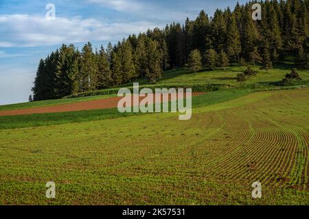 Frankreich, Haute Loire, Bouchet-Saint-Nicolas, Wanderung mit einem Esel auf dem Robert Louis Stevenson Trail (GR 70), grünes Linsenfeld Le Puy Stockfoto