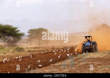 Kenia, rund um den Tsavo West Nationalpark, Rinderreiher (Bulbulcus ibis ibis), die sich im frisch gedrehten Boden ernähren Stockfoto