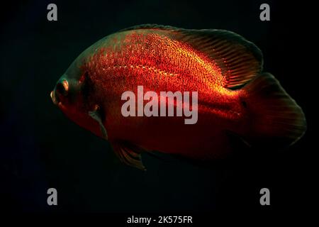 Große, leuchtend rote Astronotus Fische tief im dunklen Meerwasser. Neonlichter. Tiere in freier Wildbahn Stockfoto