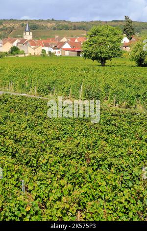 Frankreich, Cote d'Or, Cote de Nuits, Route des Grands Crus, Burgund Klimazonen, die von der UNESCO zum Weltkulturerbe erklärt wurden, Vosne Romanee, Weinberg der Domaine Georges Mugneret Gibourg mit dem Dorf im Hintergrund und der Kirche Saint Martin Stockfoto