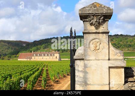 Frankreich, Cote d'Or, Cote de Nuits, Route des Grands Crus, Burgund Klimazonen, die von der UNESCO zum Weltkulturerbe erklärt wurden, Vougeot, Clos Vougeot, Pinot Noir Weinberge mit dem Schloss Clos de Vougeot im Hintergrund (12.-16. Jahrhundert) Stockfoto