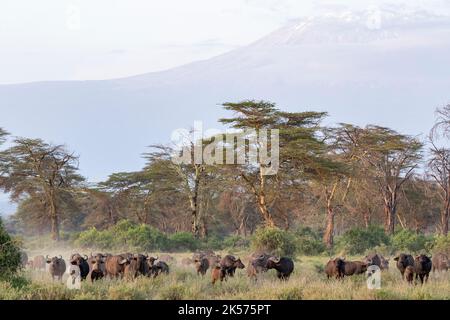 Kenia, Amboseli-Nationalpark, Büffel (Syncerus Caffer), Herden- und Gelbfieber-Akazien Stockfoto