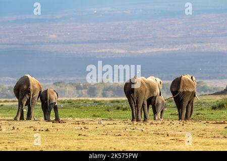 Kenia, Amboseli-Nationalpark, afrikanischer Elefant (Loxodonta africana), Truppe in Bewegung Stockfoto