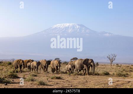Kenia, Amboseli-Nationalpark, afrikanischer Elefant (Loxodonta africana), Truppe vor dem Kilimandjaro Stockfoto