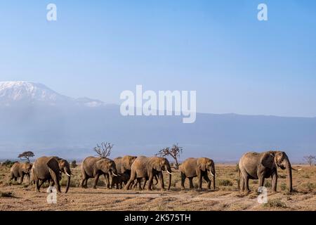 Kenia, Amboseli-Nationalpark, afrikanischer Elefant (Loxodonta africana), Truppe vor dem Kilimandjaro Stockfoto