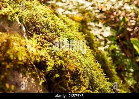 Sonnenbeschienene grüne und gelbe Moose auf dem Boden im Wald. Abstrakte Natur Hintergründe Stockfoto