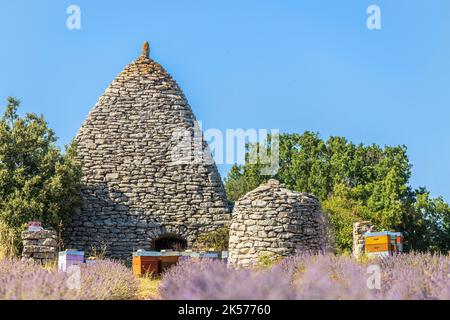 Frankreich, Vaucluse, regionales Naturschutzgebiet von Luberon, Saignon, borie und Lavendelfeld auf der Hochebene von Claparèdes Stockfoto