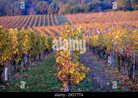 Frankreich, Loire Ingrandes-de-Touraine, Indre et Loire, Weinberg Stockfoto