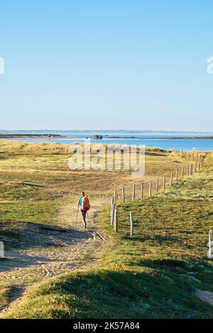 Frankreich, Morbihan, Erdeven, Great Site of France Wilde Dünen von Gavres nach Quiberon wandern Sie auf dem Küstenwanderweg oder dem Weitwanderweg GR 34 Stockfoto