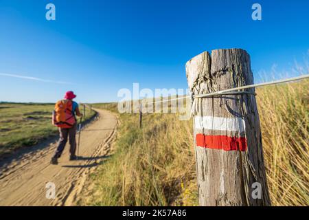 Frankreich, Morbihan, Erdeven, Great Site of France Wilde Dünen von Gavres nach Quiberon wandern Sie auf dem Küstenwanderweg oder dem Weitwanderweg GR 34 Stockfoto