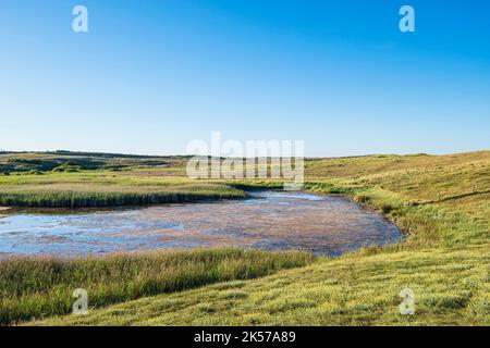 Frankreich, Morbihan, Erdeven, Great Site of France Wilde Dünen von Gavres nach Quiberon, auf dem Küstenwanderweg oder Weitwanderweg GR 34 Stockfoto