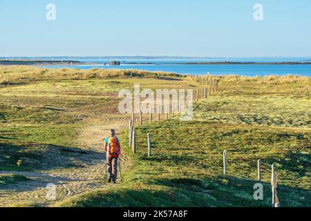 Frankreich, Morbihan, Erdeven, Great Site of France Wilde Dünen von Gavres nach Quiberon wandern Sie auf dem Küstenwanderweg oder dem Weitwanderweg GR 34 Stockfoto