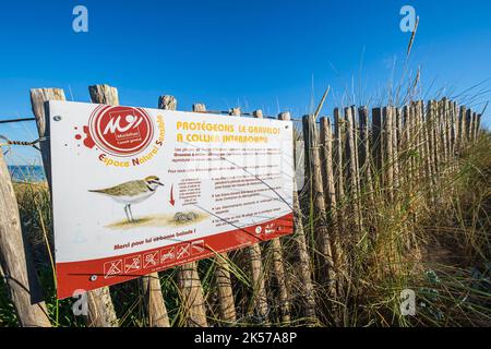 Frankreich, Morbihan, Erdeven, Great Site of France Wilde Dünen von Gavres nach Quiberon entlang des Küstenwanderweges oder GR 34 Fernwanderweg, Vogelschutz Stockfoto