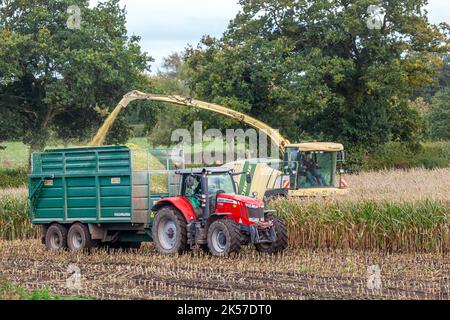 Landwirt landwirtschaftlicher Auftragnehmer Landarbeiter mit Krone Big X 700 - Selbstfahrende Futterernter, Ernte und Schneiden von Mais im Herbst Stockfoto