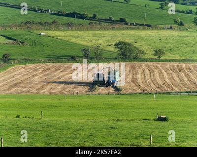 County Cork, Irland, 28. Mai 2022. Ein Silo-Harvester produziert Tierfutter und entlädt es in den Traktorkörper. Die Maschinen arbeiten auf dem Bauernhof Stockfoto