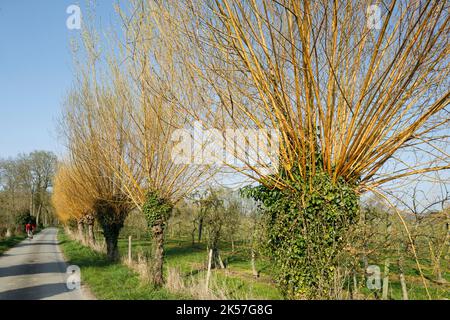 Frankreich, seine-Maritime (76), Bardouville, zwischen Duclair und La Bouille liegt der Radweg La seine à Vélo, der von pollard-Bäumen gesäumt ist und durch Obstgärten am Ufer der seine führt Stockfoto