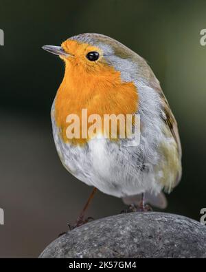 Frankreich, Eure, bei Pont-Audemer, Gartenvögel, Passeriform, Muscicapidae, Rotkehlchen (Erithacus rubecula) Stockfoto