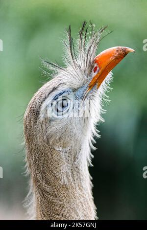 Frankreich, seine-Maritime, Clères, zoologischer Park, Porträt des Rotbeinigen-Seriems (Cariama cristata), auch Haubencariama genannt, Vogel aus Südamerika Stockfoto