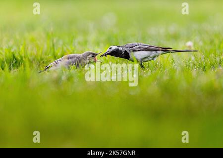 Frankreich, Eure, bei Pont-Audemer, Gartenvögel, Passeriform, Weißer Wagtail (Motacilla alba), der sein Küken mit einem Insekt füttert Stockfoto