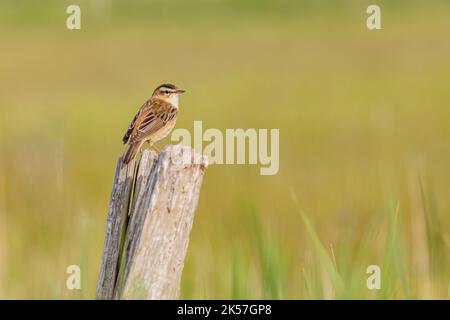 Frankreich, Eure, in der Nähe von Pont-Audemer, Sedge Warbler (Acrocephalus schoenobaenus), in der nassen und grasbewachsenen Gegend des Marais-Vernier Stockfoto